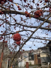 Maclura tricuspidata