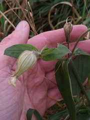 Silene latifolia alba