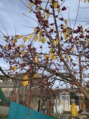 Maclura tricuspidata