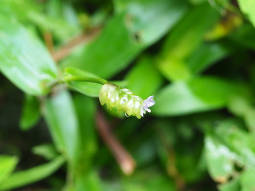 Image of Murdannia bracteata by no rights reserved