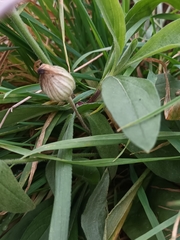 Silene latifolia alba