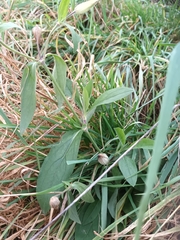 Silene latifolia alba