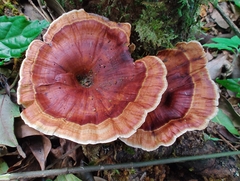 Microporus xanthopus