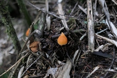 Entoloma murrayi