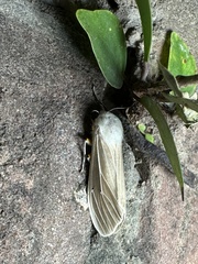 Creatonotos