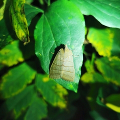 Eupsilia quadrilinea