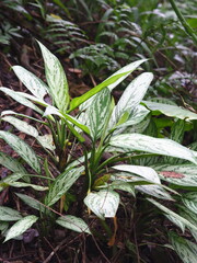 Aglaonema commutatum