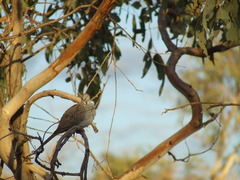 Geopelia cuneata
