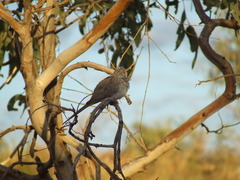 Geopelia cuneata