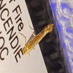 Cremastobombycia solidaginis