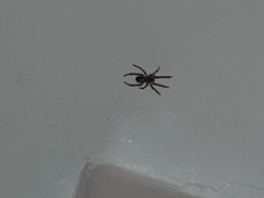 Steatoda nobilis