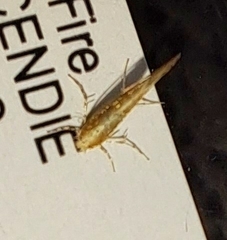 Cremastobombycia solidaginis