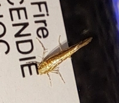 Cremastobombycia solidaginis