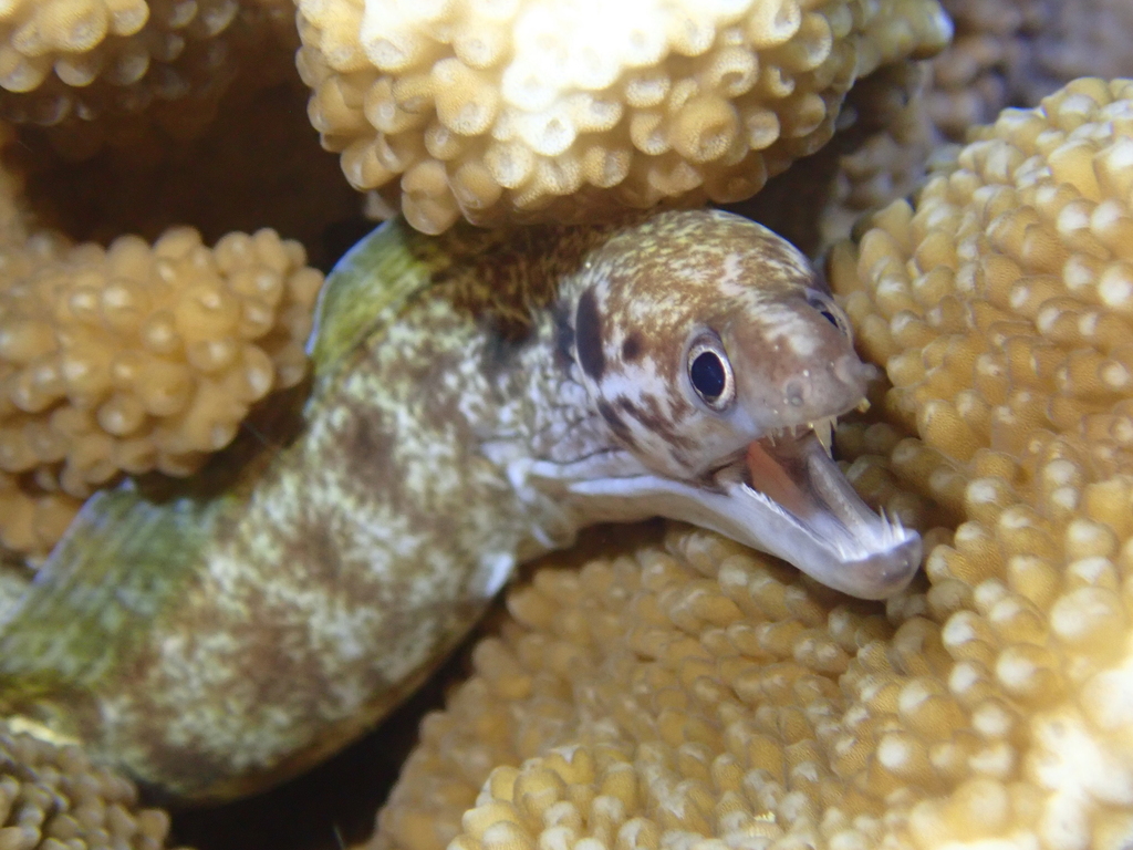 Blackpearl Moray