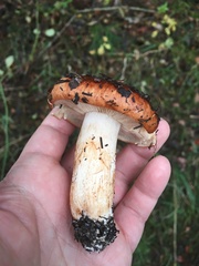 Tricholoma fracticum
