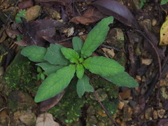 Staurogyne concinnula
