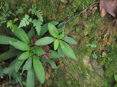 Staurogyne concinnula