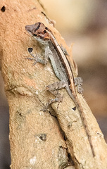 Anolis sagrei