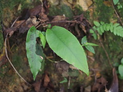Diplazium donianum