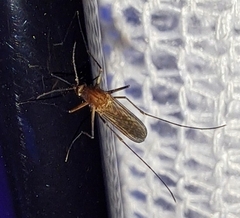 Culiseta inornata