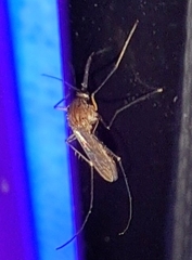 Culiseta inornata
