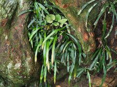 Haplopteris anguste-elongata