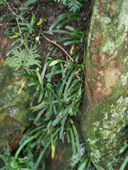 Haplopteris anguste-elongata