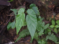 Begonia longifolia