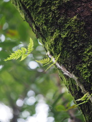 Davallia griffithiana