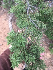 Juniperus