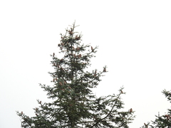 Abies procera