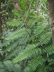 Gymnosphaera podophylla