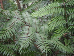 Gymnosphaera podophylla