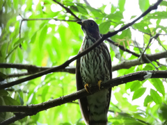 Hierococcyx nisicolor