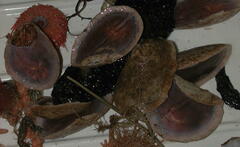 Psolus squamatus