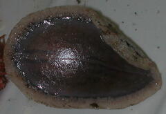 Psolus squamatus