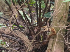 Gymnosphaera podophylla