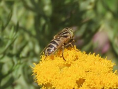 Eristalinus