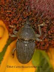 Odontocorynus