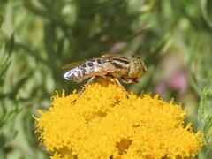 Eristalinus