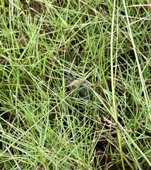 Diplacodes trivialis