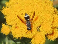 Antepipona