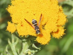 Antepipona