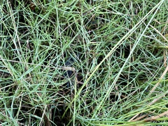 Diplacodes trivialis