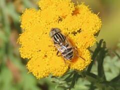 Eristalinus