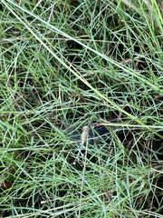 Diplacodes trivialis