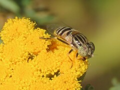 Eristalinus