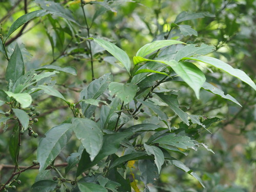 Aidia canthioides (Aidia canthioides)