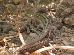 Trachylepis capensis
