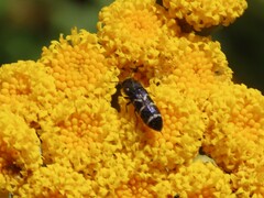 Acmaeodera